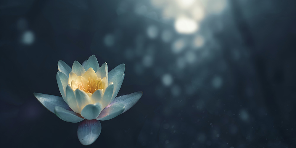 flower with dewdrops on petals